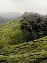 Grenzüberschreitende Teeplantage und Wildnis, Malaysia von Paul Hemmen Miniaturansicht