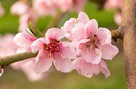 De roze bloem van de perzik van Marijke van Eijkeren thumbnail