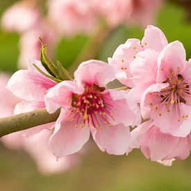 De roze bloem van de perzik von Marijke van Eijkeren