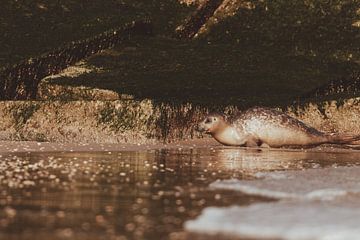 Gewone Zeehond aan het relaxen op het strand van Scheveningen van Anne Zwagers