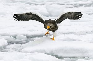 Stellers zeearend op drijvend ijs II van Harry Eggens