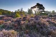 Heather Landscape Lievensberg, North Brabant by Teuni's Dreams of Reality thumbnail