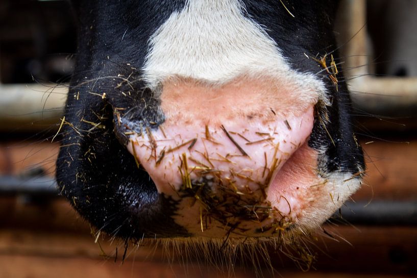Cow by Gert-Jan Kamans