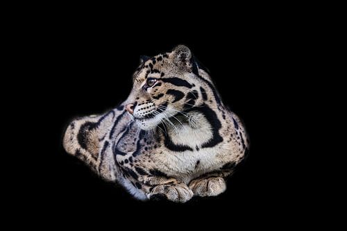 Nevelpanter
