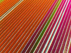 Tulpenfelder im Frühling von oben gesehen