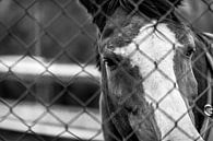 Paard achter het hek van Martijn . thumbnail