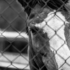 Paard achter het hek sur Martijn .