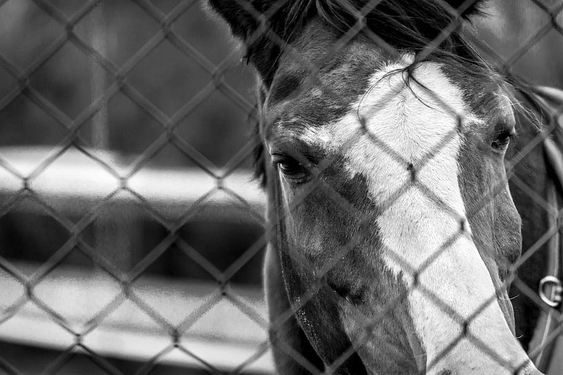 Paard achter het hek van Martijn .