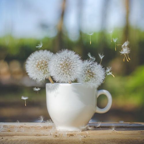 Still life - gently rocking