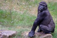 Gorilla houdt alles in de gaten