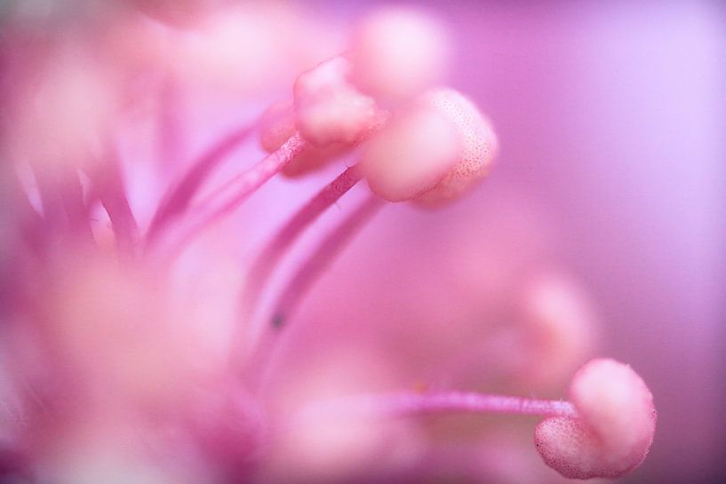 Pink Dream by Thomas Plombier