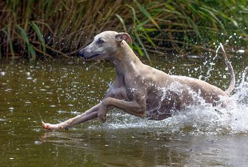 Whippet - lévrier sur Christine Nöhmeier