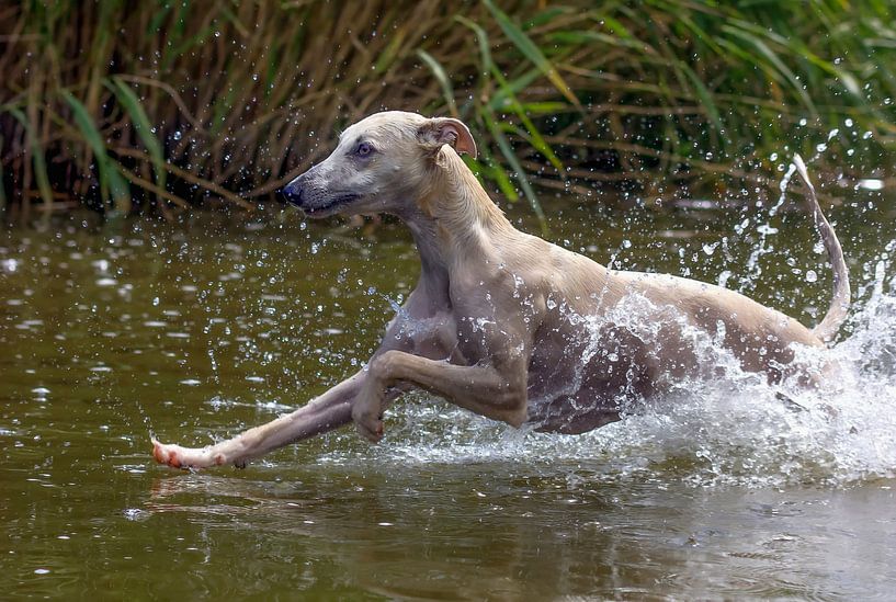 Whippet - Windhund von Christine Nöhmeier