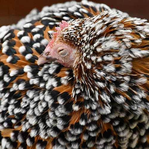 Huhn