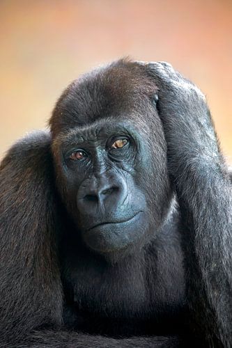Gorilla