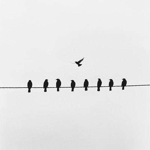 Vogelshow: Een vliegende eenling