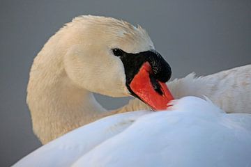 cygne tuberculé sur Frank Smedts