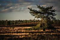 Paysage