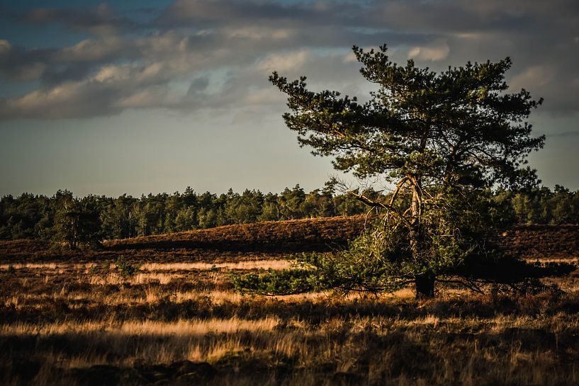 Paysage par Elsbeth Beltman
