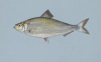 Hareng de rivière américain (poisson gaspareau) par Fish and Wildlife Aperçu