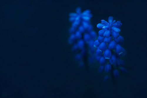 Blauwe muscari-bloem in de tuin. Druifhyacint op donkere achtergrond.