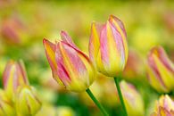 Tulpe in Rosa und Gelb von René Roelofsen Miniaturansicht