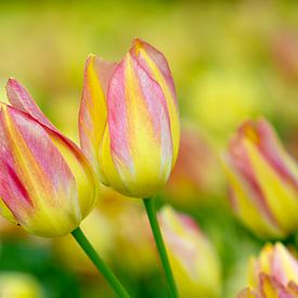 Tulip in pink and yellow by René Roelofsen