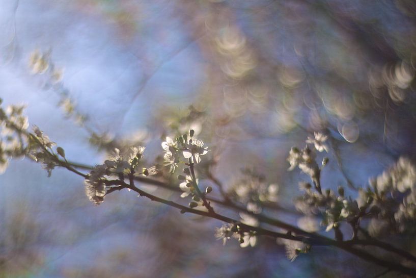 Spring blossom by Marianna Pobedimova