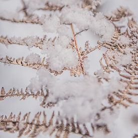 Natuur onder een sneeuwlaag 1 | Aamsveen in Twente van Ratna Bosch