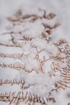 Natuur onder een sneeuwlaag 1 | Aamsveen in Twente