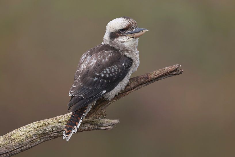 Kookaburra (Dacelo novaeguineae) by Ronald Pol