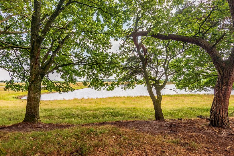 View through between the trees, De Moer by Ruud Morijn