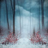 Mystiek nevelwoud in de winter