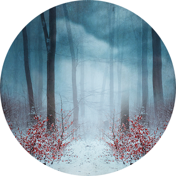 Mystiek nevelwoud in de winter