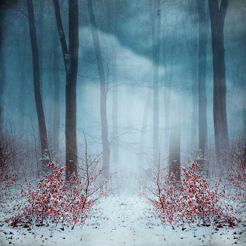 Mystical cloud forest in winter by Dirk Wüstenhagen