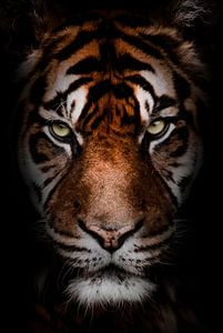 Tigre sortant de l'obscurité