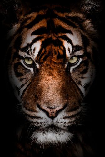 Tiger coming out of the darkness
