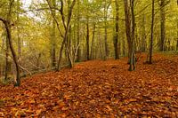 Herfstbos Limburg