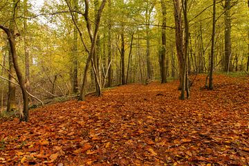Forêt d'automne du Limbourg sur Huub Keulers
