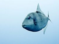 Königin Drückerfisch Azoren