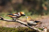 Hawfinch feeds young II