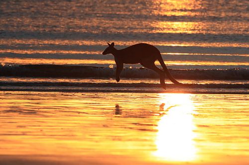 kangoeroe op strand bij zonsopgang, mackay, noord queenland, australië