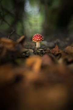 Vliegenzwam(paddenstoel) in het bos (herfst) van Rossum-Fotografie