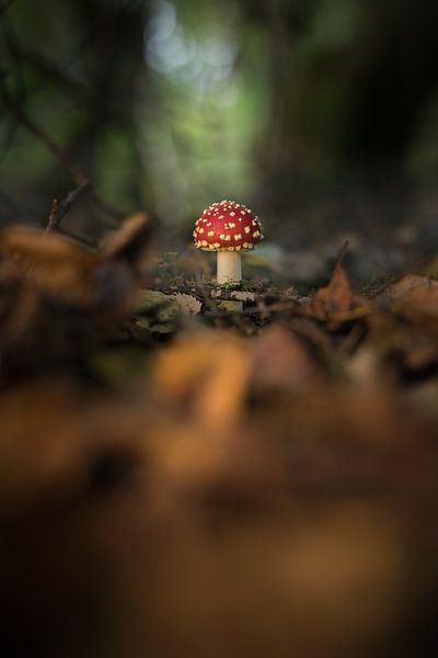 Fly agaric (mushroom) in the forest (autumn) by Rossum-Fotografie