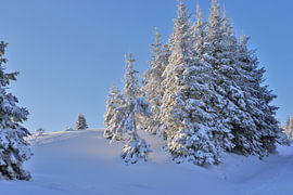 Met sneeuw bedekte dennen vormen bij zonsopgang een vredig winterlandschap van Tomherkules