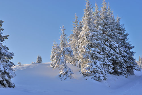 Au lever du soleil, les sapins enneigés composent un paisible paysage hivernal