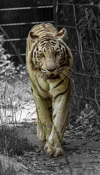 Witte tijger op jacht. van Wouter Van der Zwan