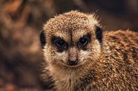 Intriguing gaze of a meerkat