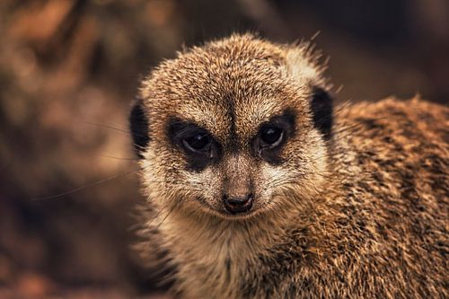 Le regard intrigant d'un suricate