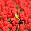 Yellow wagtail on tulips by John Leeninga